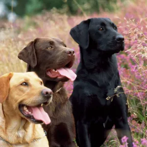 Yellow, Chocolate & Black Labrador Dogs