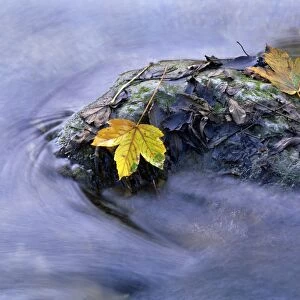 Yellow coloured maple leaves stranded on a rock located in a creek Baden-Wuerttemberg, Germany