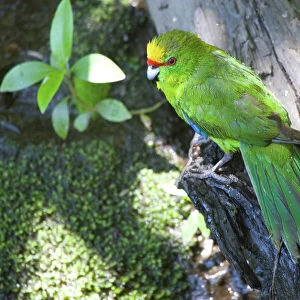 Yellow-crowned Parakeet - Motuara Island - Queen Charlotte Sound - South Island - New Zealand