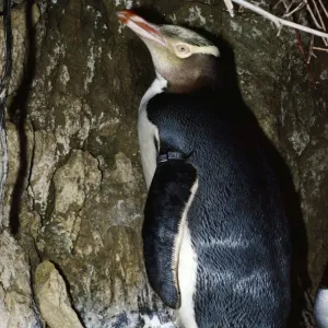 Yellow-eyed Penguin