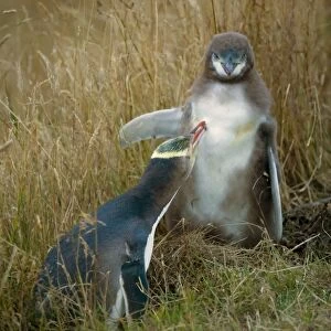 Yellow-eyed Penguin adult and chick interacting by adult caring for its chick's plumage Otago Peninsula, South Island, New Zealand