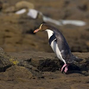 Yellow-eyed Penguin adult hopping over rocks to cover the distance from the ocean to its nest hidden in the coastal vegetation Curio Bay, Catlins, South Island, New Zealand
