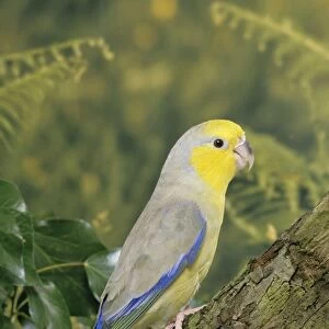 Yellow-faced Parrotlet - Maranon Valley - Libertad - Peru
