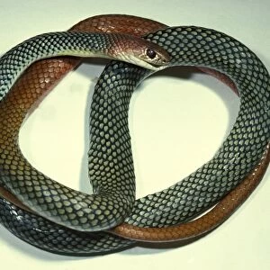 Yellow-faced whipsnake - a subspecies noted for communal nesting