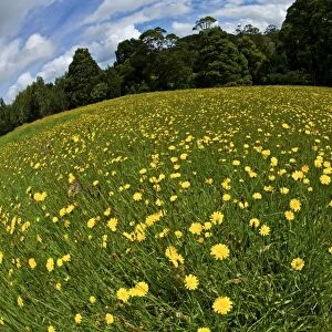 Yellow flowers in meadow - fisheye lens - Otway National Park - Australia