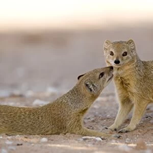 Yellow Mongoose-displaying social interaction Kalahari Desert-Kgalagadi National Park-South Africa