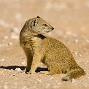 Yellow Mongoose-side profile looking over its shoulder Kalahari Desert-Kgalagadi National Park-South Africa