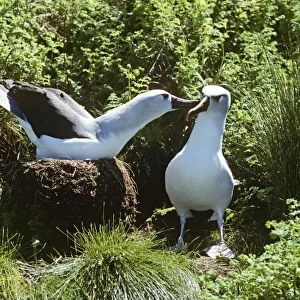 Yellow-nosed Albatross - displaplaying Gough Island formerly Diomedea chlororhynchos