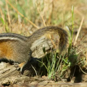 Yellow-pine Chipmunk - in subalpine meadow. Pacific Northwest, USA. _A2A9224