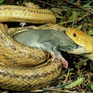 Yellow Rat Snake - with rat prey in mouth