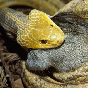 Yellow Rat Snake - with rat prey in mouth