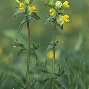 Yellow-rattle / Hay-rattle / Rattle-basket - in flower. Minor semi-parasite on grasses