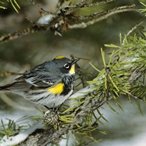 Yellow-rumped / Audubon's Warbler Wyoming, USA May. After late spring snow. B6740