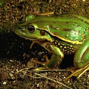 Yellow-spotted tree frog - vulnerable species