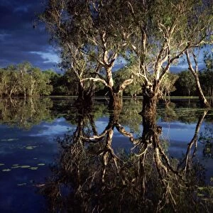 Yellow Water billabong with Paperbark forest - Weeping Paperbark - Kakadu National Park (World Heritage Area), Northern Territory, Australia JPF51499