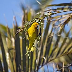 Yellow Weaver - male building nest - eastern coastal strip from South Africa to Kenya. Qolora Mouth, nr East London, Eastern Cape, South Africa