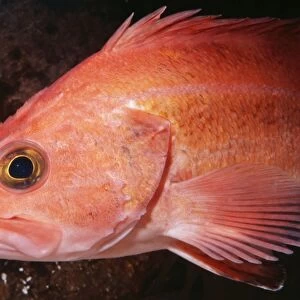 Yelloweye Rockfish - around reefs - California - USA