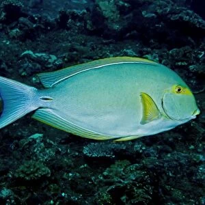 Yellowfin Surgeonfish - occurs throughout the Indo-Pacific region - Note caudal spine - Indonesia