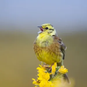 Yellowhammer - male - on gorse - Scotland - UK Yellowhammer - male - on gorse - Scotland - UK