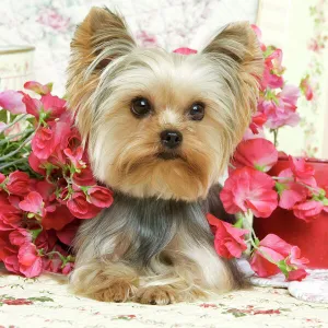 Yorkshire Terrier Dog