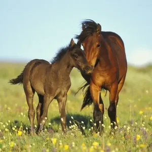 Young adolescent wild horse checks out this years colt in meadow of wildflowers. Western U. S. summer. WH426 Young adolescent wild horse checks out this years colt in meadow of wildflowers. Western U. S. summer. WH426