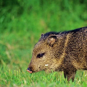 Young Collared Peccary / Javelina - American Southwest, USA. MX28