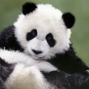 Young Giant Panda - Wolong Nature Reserve - Qionglai Mountains - China 4MA766P