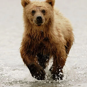 Young Grizzly bear running in water, McNeil River, Alaska, USA