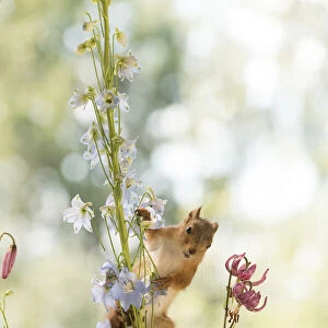 young Red Squirrel climbs in Delphinium flowers