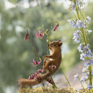 young Red Squirrel climbs in lily flowers