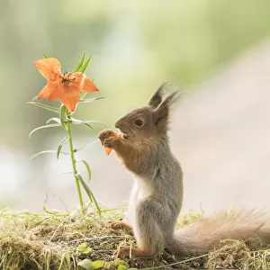 young red squirrel eating a tiger lily flower