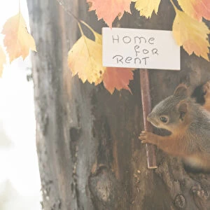 young red Squirrel holding a home for rent sign