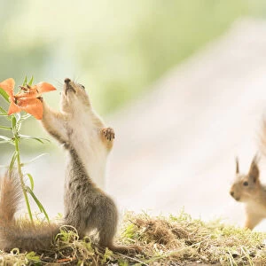 young red squirrel holding a tiger lily flower