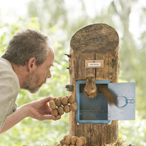 young Red Squirrel with man and a safe with walnuts