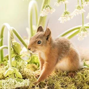 young Red Squirrel standing under giant hogweed
