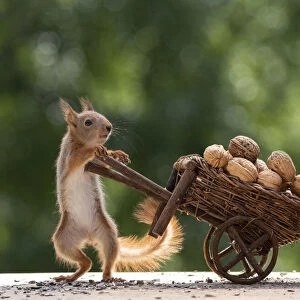 young red squirrel standing with a wheelbarrow with wallnuts