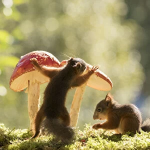 young Red Squirrels with a toadstool