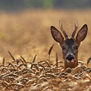 young roe deer buck, Germany
