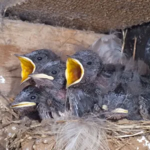 Young Swallows on the nest - Cornwall - UK Young Swallows on the nest - Cornwall - UK