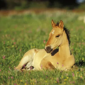 Young Wild Horse - Colt resting in meadow amongst wildflowers Summer Western USA WH441