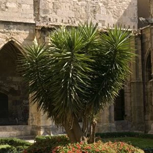 Yucca - Narbonne's cathedral