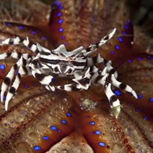 Zebra Crab - on a Sea Urchin - Indonesia