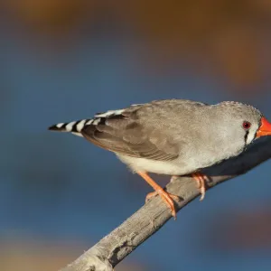 Zebra Finch - female - Canteen Creek Aboriginal Community, Northern Territory, Australia