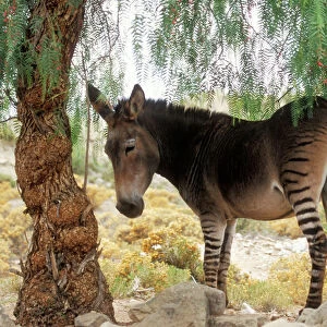 Zebra x Donkey Hybrid