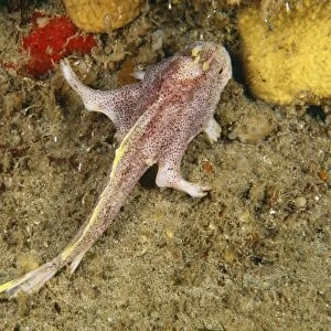 Ziebell's Handfish AU 132/BS A well known yet still undiscribed species found only in Tasmania. It hunts like an Anglerfish using a lure attached to it's head. Brachionichthys sp. © Becca