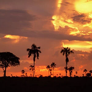Zimbabwe - Ilala palms at sunset Hwange National Park