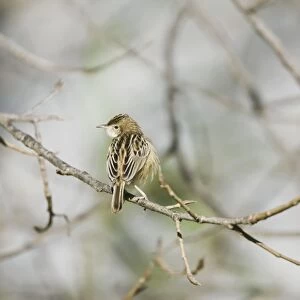 Zitting Cisticola / Streaked Fantail Warbler - perched - Spain