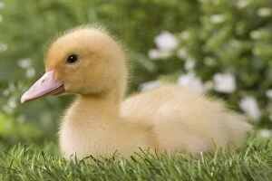 Images Dated 23rd May 2012: 1 week old duckling