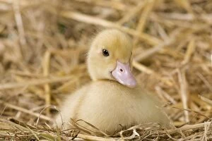 Images Dated 23rd May 2012: 1 week old duckling