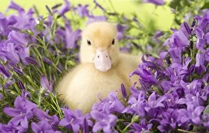 Images Dated 23rd May 2012: 1 week old duckling - in flowers